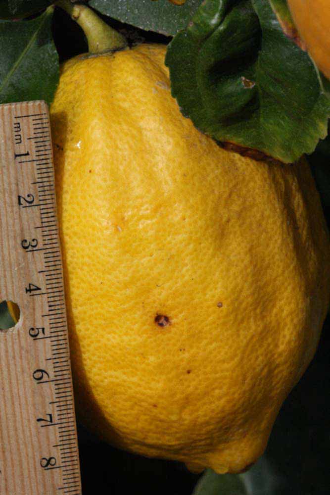                Fruit (S-1, Riverside, CA)       